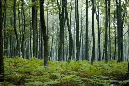 Forest Wall Decal Design 7