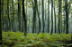 Forest Wall Decal Design 7