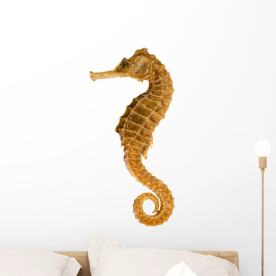 Photo Realistic Seahorse Wall Decal shown on a wall