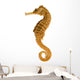 Photo Realistic Seahorse Wall Decal