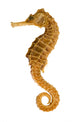 Photo Realistic Seahorse Wall Decal