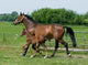 Running Horses Wall Decal