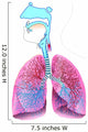 Respiratory System Anatomy Wall Decal