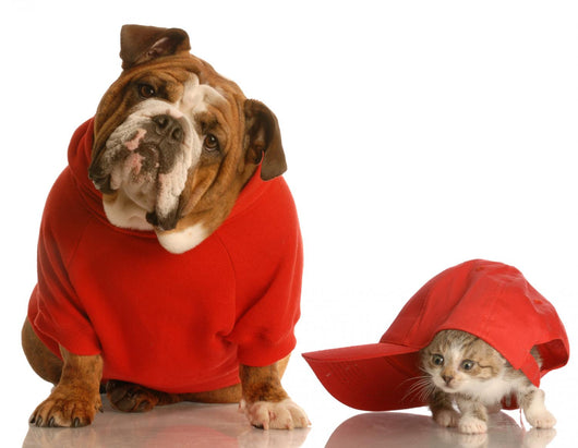 Dog and Cat Playing Wall Decal