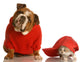 Dog and Cat Playing Wall Decal