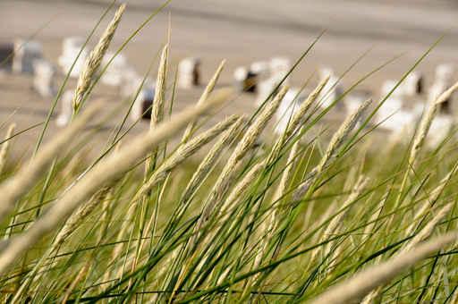 Strandschilf im Wind Vor Wall Decal