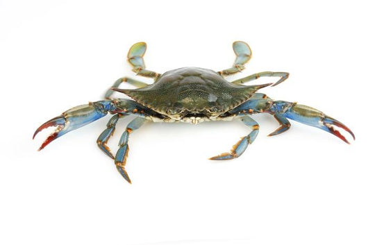 Live Blue Crab White Wall Decal Sticker Set