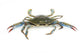 Live Blue Crab White Wall Decal Sticker Set