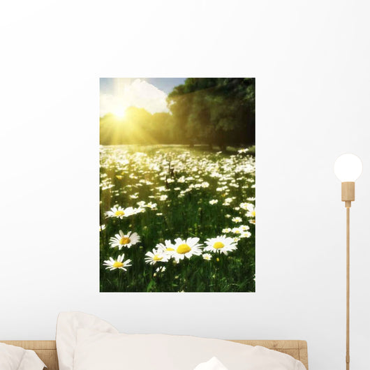 Beautiful Daisy Field against Wall Decal