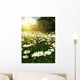 Beautiful Daisy Field against Wall Decal