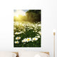 Beautiful Daisy Field against Wall Decal
