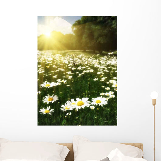 Beautiful Daisy Field against Wall Decal