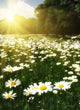 Beautiful Daisy Field against Wall Decal