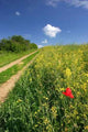 Road through Summer Countryside Wall Decal