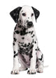 Dalmatian Puppy Wall Decal Design 2