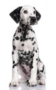 Dalmatian Puppy Wall Decal Design 1