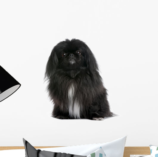 Black Pekingese Dog Wall Decal