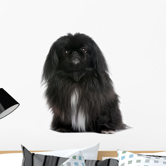 Black Pekingese Dog Wall Decal