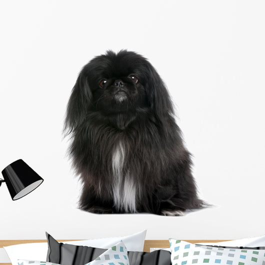 Black Pekingese Dog Wall Decal