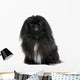 Black Pekingese Dog Wall Decal