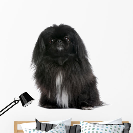 Black Pekingese Dog Wall Decal