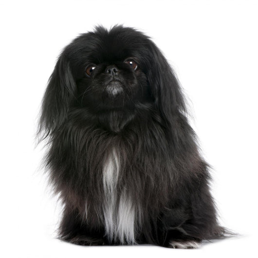 Black Pekingese Dog Wall Decal