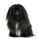Black Pekingese Dog Wall Decal