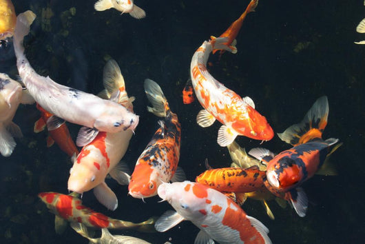Koi Pond Wall Decal