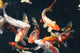 Koi Pond Wall Decal