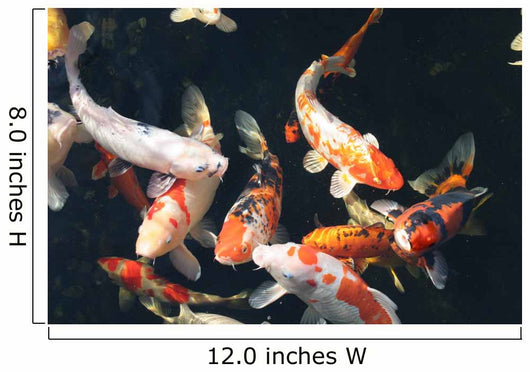 Koi Pond Wall Decal