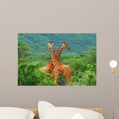 Fight Two Giraffes Wall Decal shown on a wall
