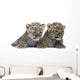 Persian Leopard Cub Wall Decal Design 2