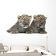 Persian Leopard Cub Wall Decal Design 2