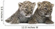 Persian Leopard Cub Wall Decal Design 2