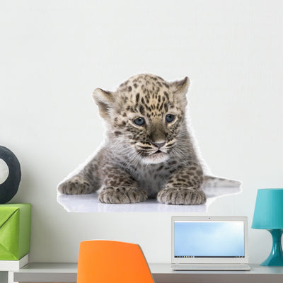 Persian Leopard Cub Wall Decal Design 1 shown on a wall