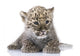 Persian Leopard Cub Wall Decal Design 1