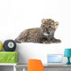 Persian Leopard Cub Wall Decal