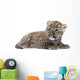 Persian Leopard Cub Wall Decal