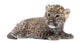 Persian Leopard Cub Wall Decal