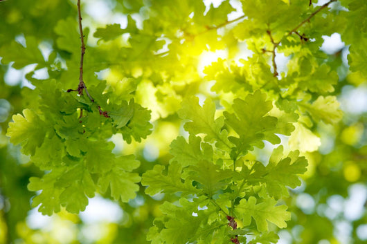 Oak Tree Leaves Sunlight Wall Decal