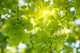 Oak Tree Leaves Sunlight Wall Decal