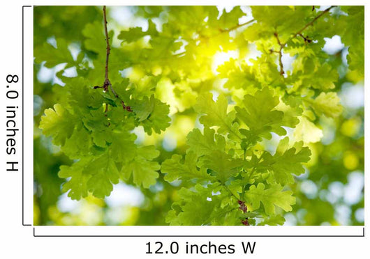 Oak Tree Leaves Sunlight Wall Decal