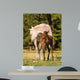 Arabian Mare and Foal Wall Mural
