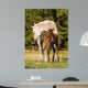Arabian Mare and Foal Wall Mural