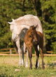 Arabian Mare and Foal Wall Mural
