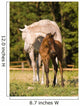 Arabian Mare and Foal Wall Mural