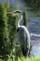 Grey Heron Ardea Cinerea Wall Decal