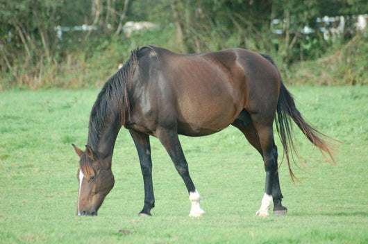Cheval Wall Decal