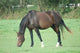 Cheval Wall Decal