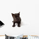 Black Cat Kid Wall Decal